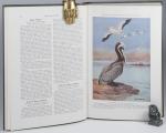 Grosvenor, The Book of Birds.
