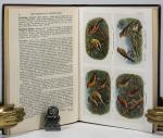 Witherby, The Handbook of British Birds.