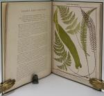 Heath, The Fern Portfolio.