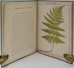 Heath, The Fern Portfolio.