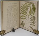 Heath, The Fern Portfolio.